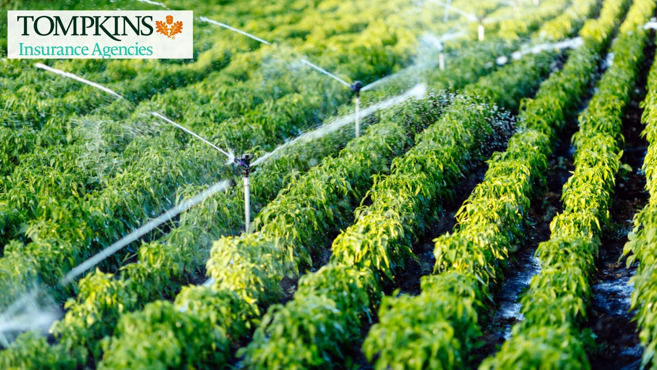 Why Should Farmers Invest in Agriculture Insurance?